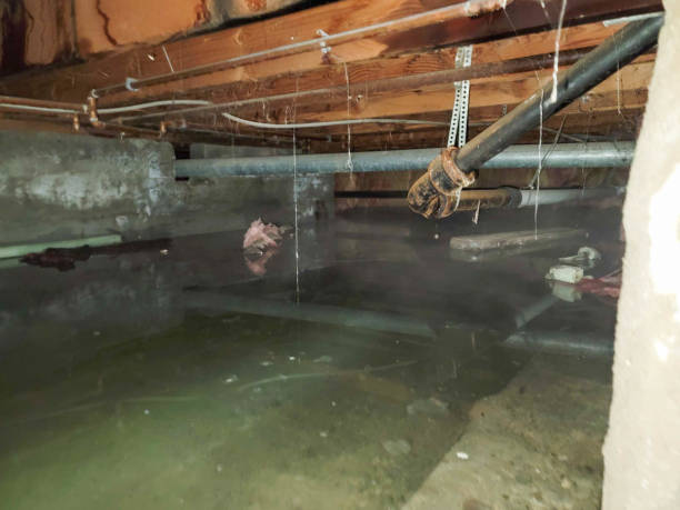 Best Ceiling water damage repair  in Royal Pines, NC