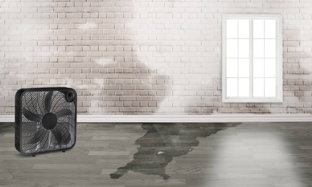 Best Carpet water damage restoration  in Royal Pines, NC